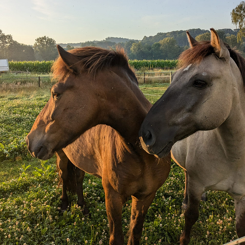 Zwei Pferdeköpfe auf der Koppel, nach links blickend, Pferdehaltung Bauernhof Wohratal