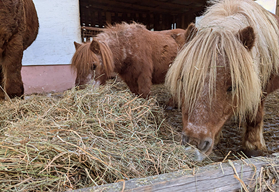 Zwei Minishettys fressen Heu im Offenstall des Bauernhofs Wohratal