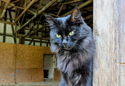 Stallkatze Dobby sitzt entspannt auf einem Balken an der Reithalle auf dem Bauernhof Wohratal