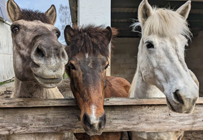 Drei neugierige Pferdeköpfe schauen über den Zaun auf dem Bauernhof Wohratal