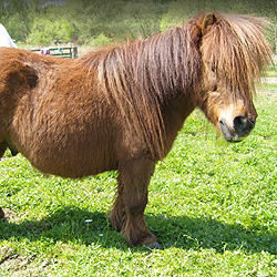 Älteres Minishetty auf der grünen Wiese des Bauernhofs Wohratal