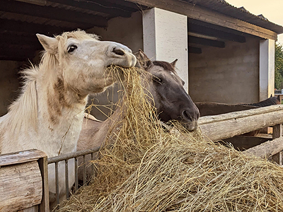 Zwei neugierige Pferde stehlen Heu aus der Schubkarre auf dem Bauernhof Wohratal