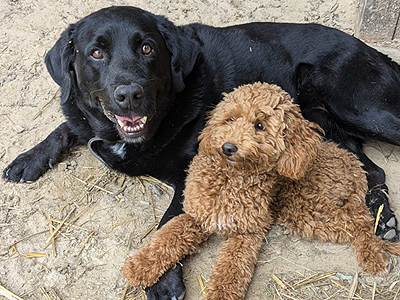 Zwei Hofhunde, ein Pudel und ein schwarzer Labrador, liegen zusammen auf dem Bauernhof Wohratal