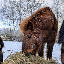 Älteres Pony frisst Heu im Schnee auf dem Bauernhof Wohratal während des Winterwetter