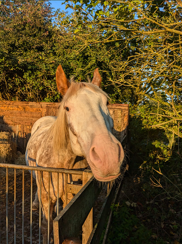 Niedliches Kaltblut Pferd schaut neugierig über den Zaun auf dem Bauernhof Wohratal