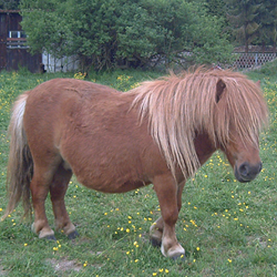 Freches Minishetty auf der Weide des Bauernhofs Wohratal, das seinen nächsten Streich plant