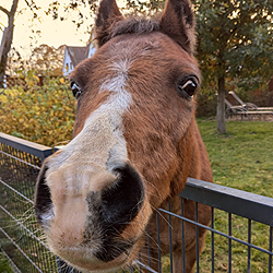 Freches altes Welshpony schaut neugierig über den Zaun und kommt fast an die Kamera auf dem Bauernhof Wohratal