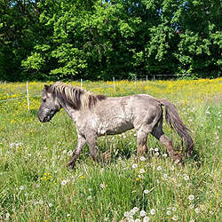 Altes Pony mit besonderer Fellfarbe trabt freudig über die Koppel des Bauernhofs Wohratal