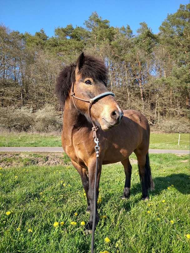 Braunes Islandpferd auf einer grünen Wiese auf dem Bauernhof Wohratal, blickt direkt in die Kamera