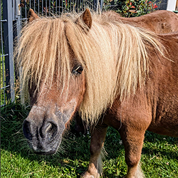 Minishettystute, trotz Krankheit, schaut fröhlich in die Kamera auf dem Bauernhof Wohratal